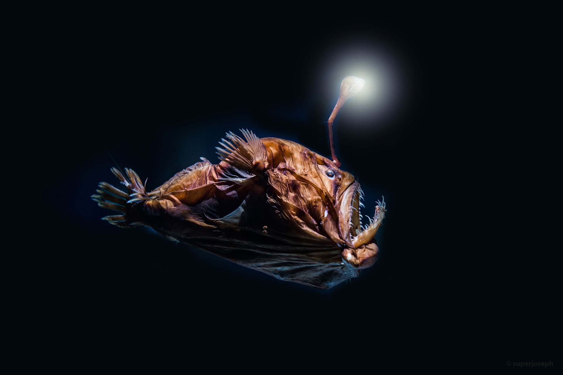 Tiefsee-Anglerfisch